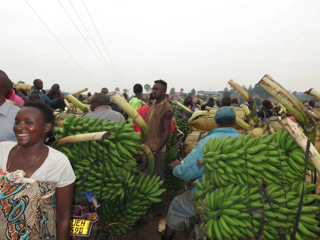 Matooke Farming