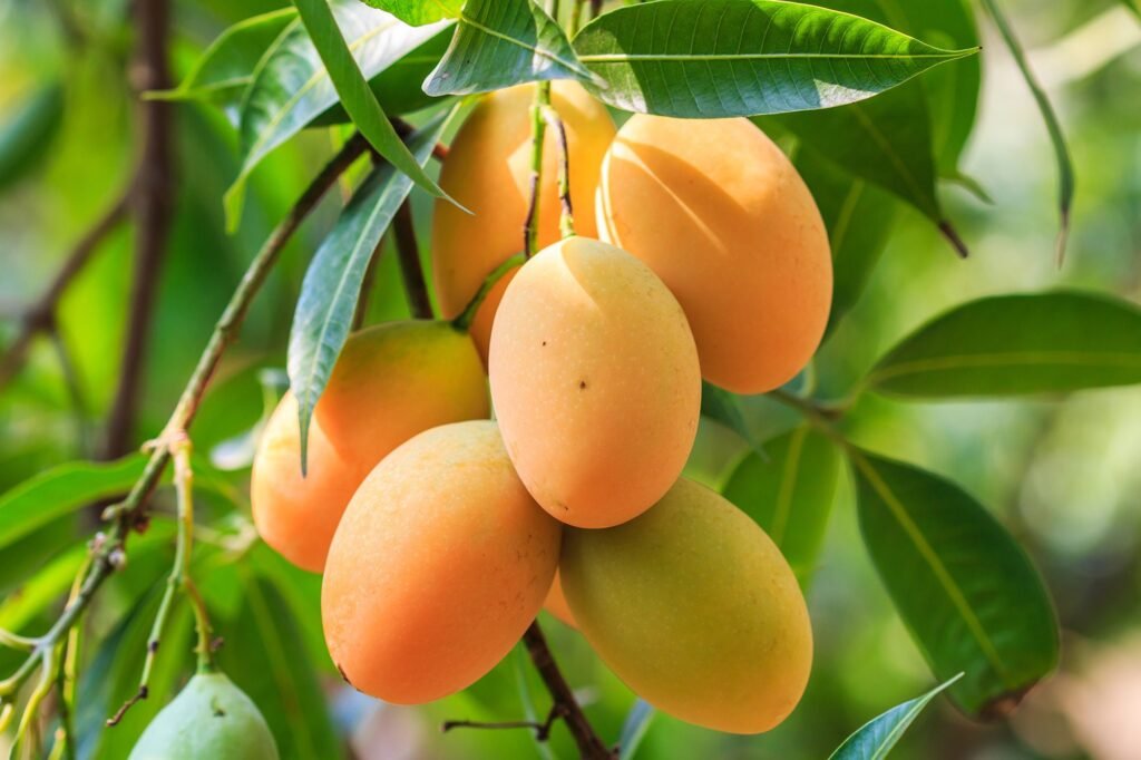 Fruit Farming