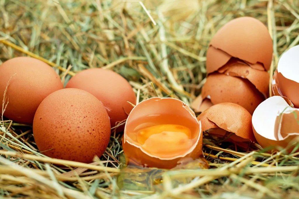 Incubation