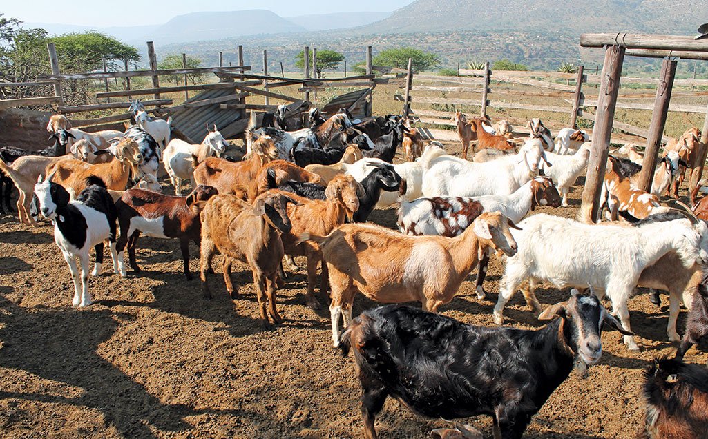 Goat Farming