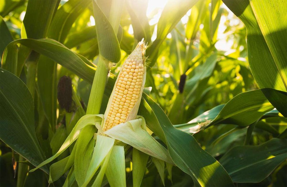 Maize Growing