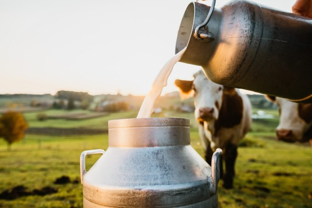 Dairy production