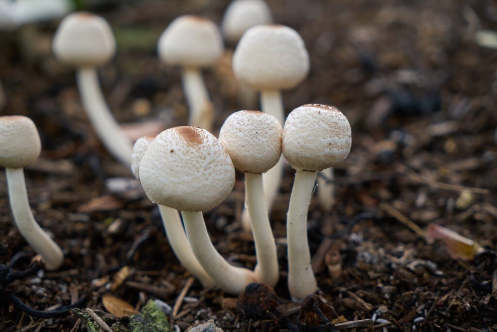 Mushroom Growing
